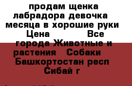 продам щенка лабрадора девочка 2 месяца в хорошие руки › Цена ­ 8 000 - Все города Животные и растения » Собаки   . Башкортостан респ.,Сибай г.